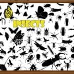 the role of insects in the welfare of nature