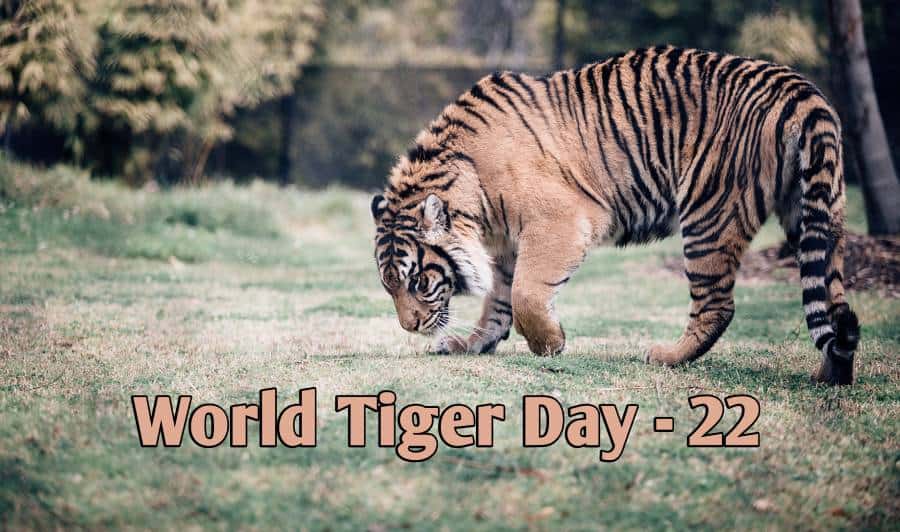 today is world tiger day 22