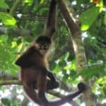 animals like monkeys are adopting new strategies to cope with the ongoing heatwave