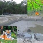 bangladesh dug 80 ponds in sundarbans to meet the freshwater demand for wildlife 