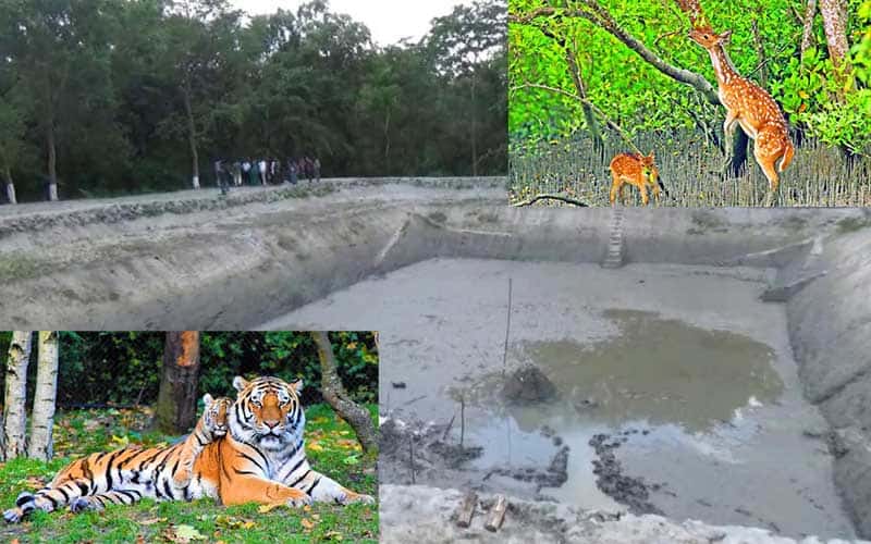 bangladesh dug 80 ponds in sundarbans to meet the freshwater demand for wildlife 