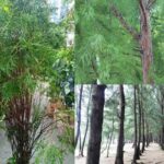 prime minister sheikh hasina directed to plant more and more shrubbery to protect the environment  