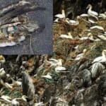 thousands of birds die from plastic pollution every year