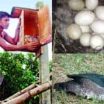 artificial wooden nesting plays an impressive role in increasing mallard duck breeding