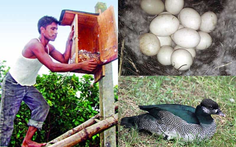 artificial wooden nesting plays an impressive role in increasing mallard duck breeding