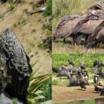 no more vulture will see if diclofenac type medicine is used continuously in cows treatment
