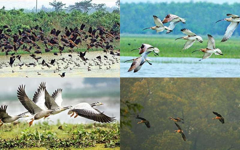 Migratory birds have started coming to Bangladesh in anticipation of ...