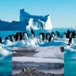 the conference antarctica continent and follow up the antarctica treaty