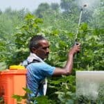 using low quality pesticides in bangladesh causes terrible impacts on farmers health and damages the environment