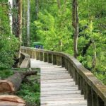 cutting trees in protected forests prohibited until 2030 cabinet secretary, bangladesh