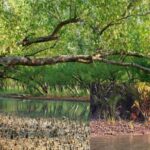 fifty two percent of the sundarbans were declared as protected to save the forest, forest minister bangladesh