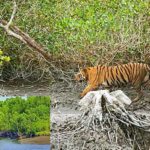 protecting sundarbans is one of the governments national priorities, environment ministry bangladesh