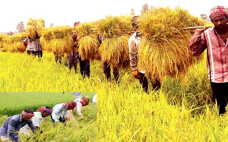 bangladesh will face the highest loss in the agricultural sector due to the adverse effects of climate change