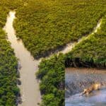 local people should involve in saving the sundarbans