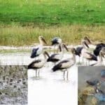 migratory birds of hakaluki haor (bangladesh) under threat