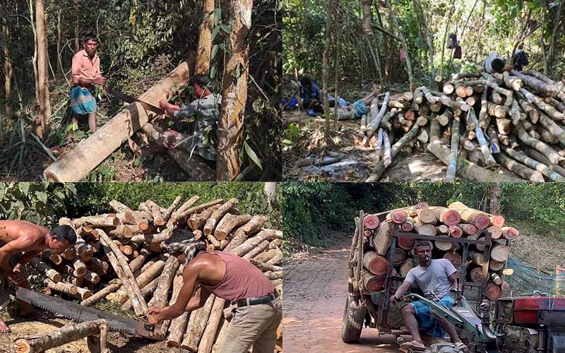 the forest of hilly areas is in danger in bangladesh