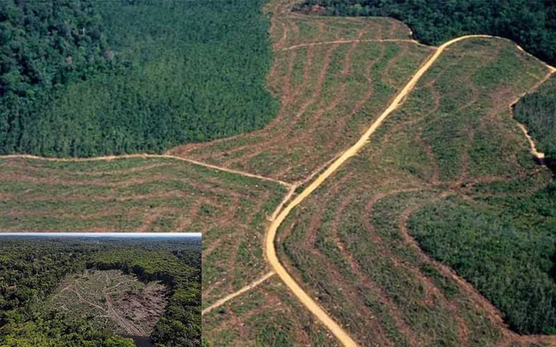 amazon forest faces 150 times more deforestation in 2022 than in 2021