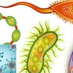 due to the adverse effects of climate, the types of disease causing pathogens are gradually changing