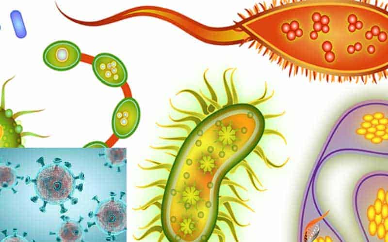 due to the adverse effects of climate, the types of disease causing pathogens are gradually changing