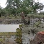 some miscreants are cutting para forest for shrimp farming in maheshkhali, bangladesh
