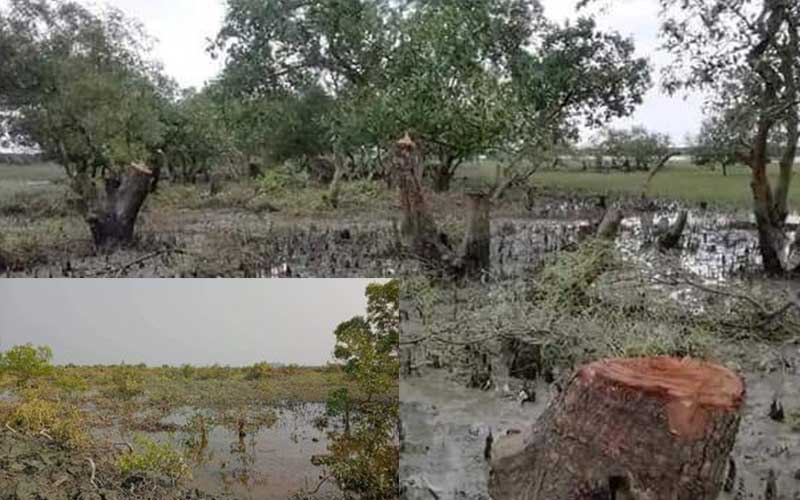 some miscreants are cutting para forest for shrimp farming in maheshkhali, bangladesh