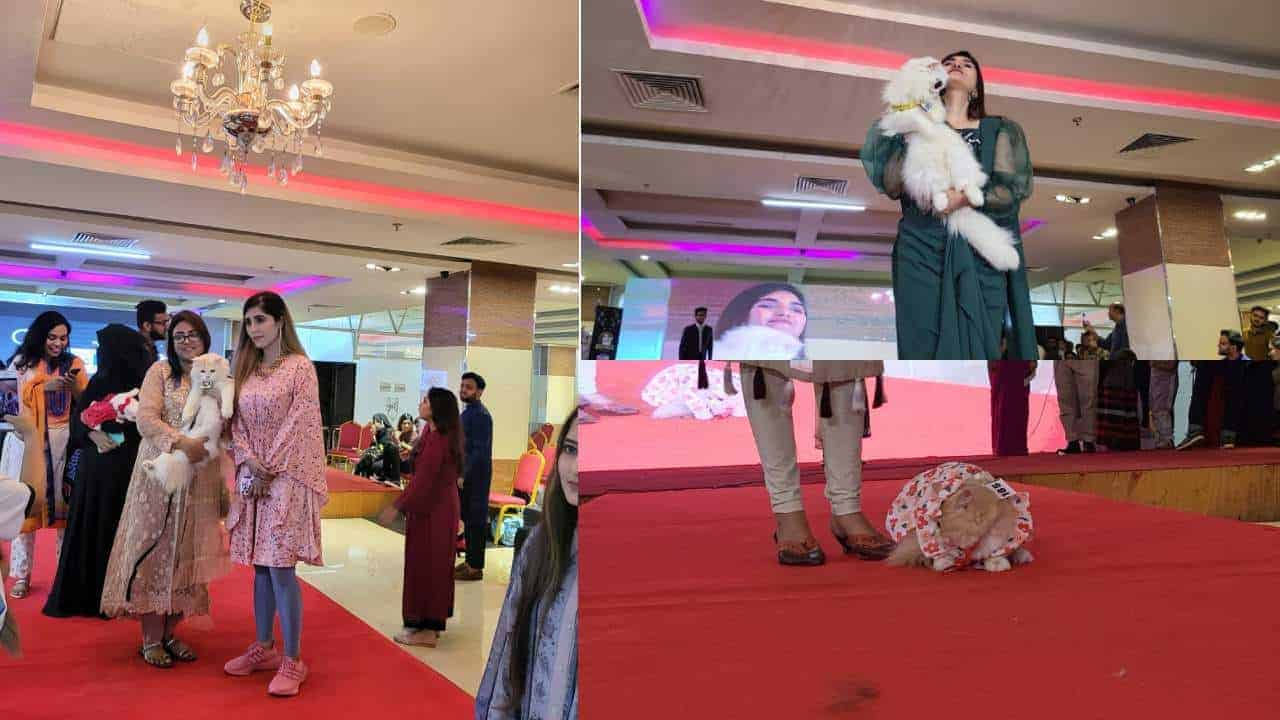 a cat ramp show was held at dhaka