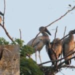 many species of birds are disappearing due to the use of pesticides