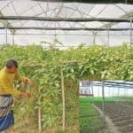 pesticide free vegetable cultivation, in polynet house, at joypurhat, bangladesh