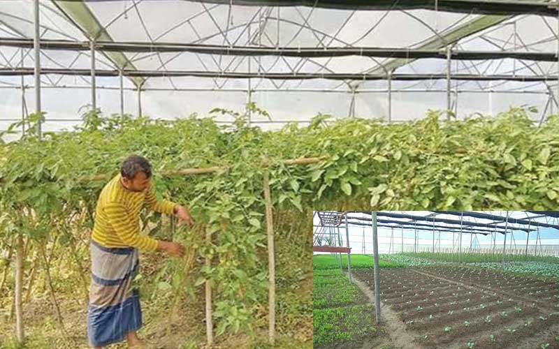 pesticide free vegetable cultivation, in polynet house, at joypurhat, bangladesh