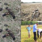 death of 14 critically endangered vultures in moulvibazar, bangladesh