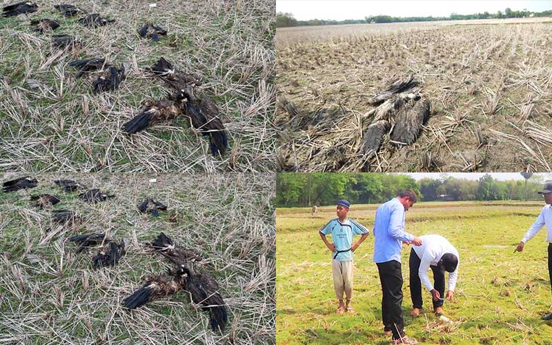 death of 14 critically endangered vultures in moulvibazar, bangladesh