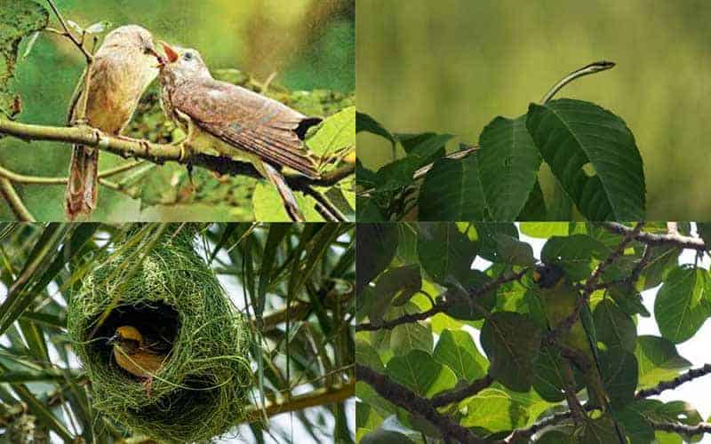 dhaka has a forest cover of only two percent