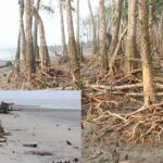 sundarbans, the biggest mangrove forest, is being destroyed due to climate change