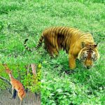 wildlife no longer safe in forests bangladesh forest minister