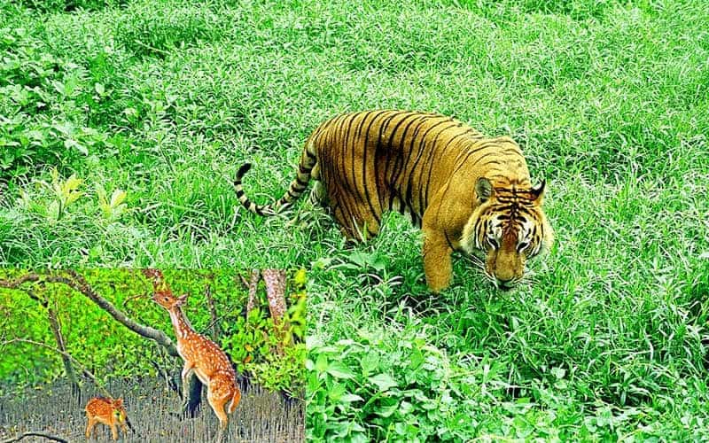 wildlife no longer safe in forests bangladesh forest minister