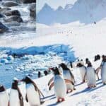 antarctic penguins are dying at an alarming rate due to climate warming