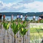 innovative mangrove planting in indonesia to save forests