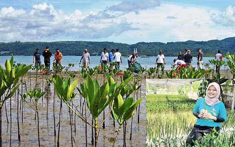 innovative mangrove planting in indonesia to save forests