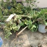 The rooftop garden of Dhaka Siddheshwari, the publisher of environment and climate news portal Green Page, was vandalized due to prior enmity