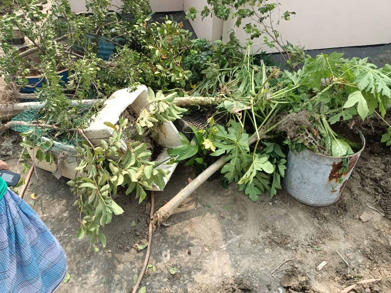 The rooftop garden of Dhaka Siddheshwari, the publisher of environment and climate news portal Green Page, was vandalized due to prior enmity