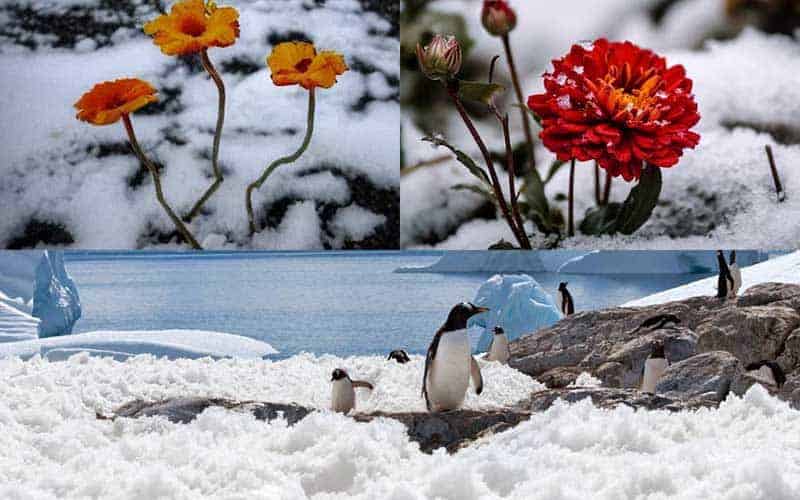 environmentalists are afraid of severe damage to the environment as a result of manganese nodule
