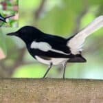 bangladesh's national bird is on the verge of extinction