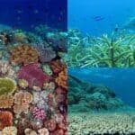 marine animals in crisis due to global warming