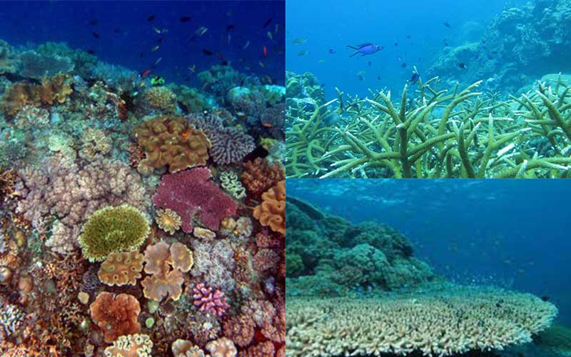 marine animals in crisis due to global warming