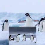 thousands of penguin chicks are dying due to climate change