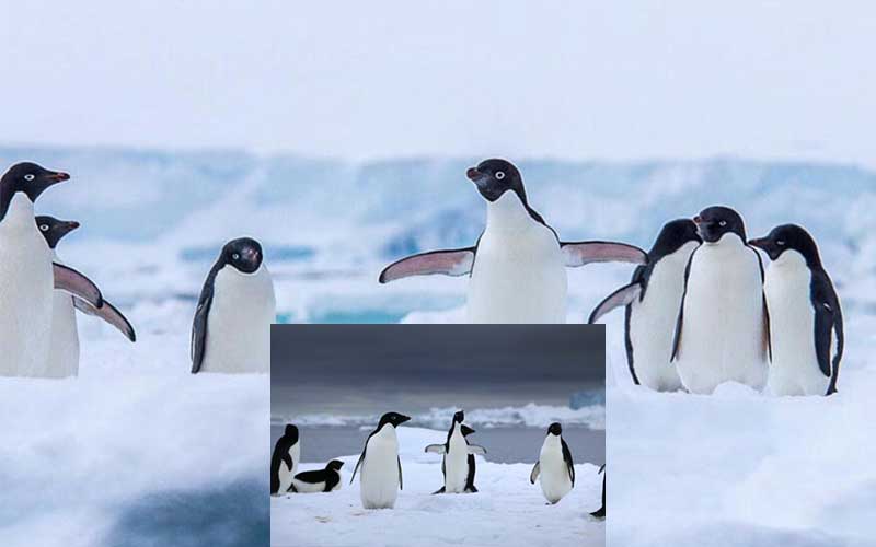 thousands of penguin chicks are dying due to climate change
