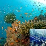 scientists are working to protect coral reefs
