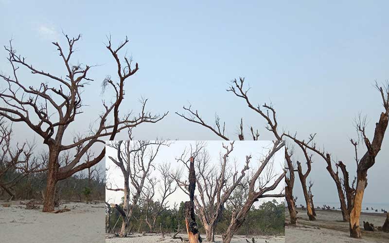  natural disasters caused the keora trees of kuakata beach in sundarbans are dying