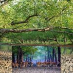 salt water encroachment is increasing in sundarbans, biodiversity is under threat of that