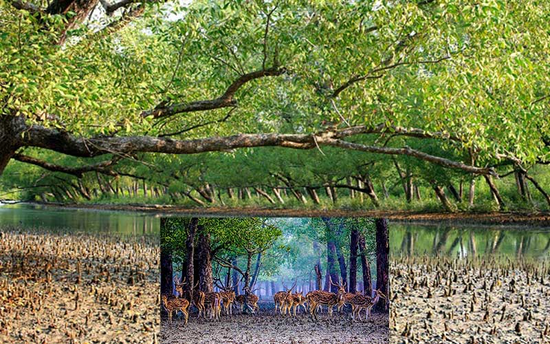 salt water encroachment is increasing in sundarbans, biodiversity is under threat of that